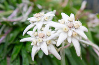 Weiß Edelweiss Blumensamen zur Aussaat Halbschatten verträglich Traditionssorte & ohne Gentechnik Samen Hausgarten