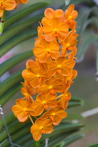 Orange Mini Orchidee Blumensamen zur Aussaat – saisonal Dauerblüher – Traditionssorte & ohne Gentechnik Samen Hausgarten