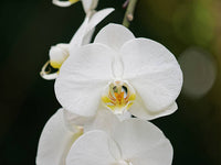 Weiß Schmetterlingsorchidee Orchids Samen Blumensamen zur Aussaat All Saison Aussaat Traditionssorte & ohne Gentechnik Samen Hausgarten