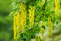 Golden Chain Blumensamen zur Aussaat elegant Garten Blüten
