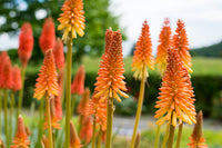 Rot Gelb Poker Blumensamen zur Aussaat Landhaus Garten wichtig Traditionssorte & ohne Gentechnik Samen Hausgarten