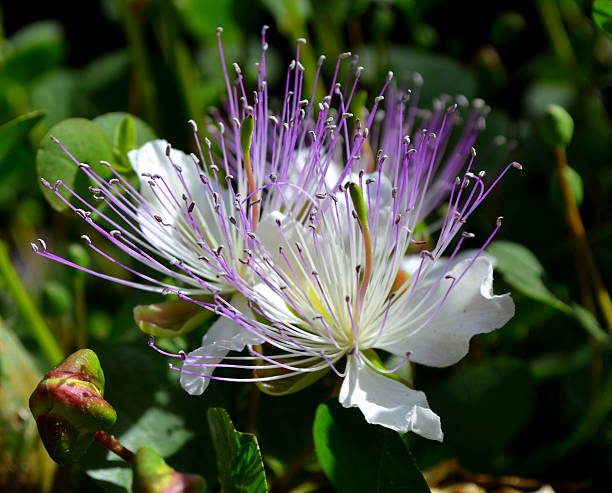 Alcaparras Blumensamen zur Aussaat Bestäuber freundlich Traditionssorte & ohne Gentechnik Samen Hausgarten