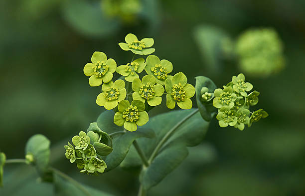 Gelb Thorowax Blumensamen zur Aussaat – Landhaus Garten wichtig – Traditionssorte & ohne Gentechnik Samen Hausgarten