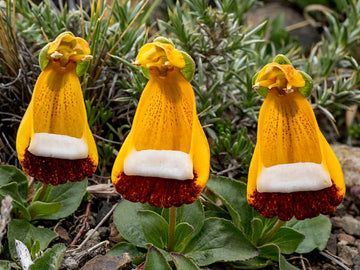 Calceolaria Uniflora Blumensamen zur Aussaat einzigartig und leuchtend Blüten
