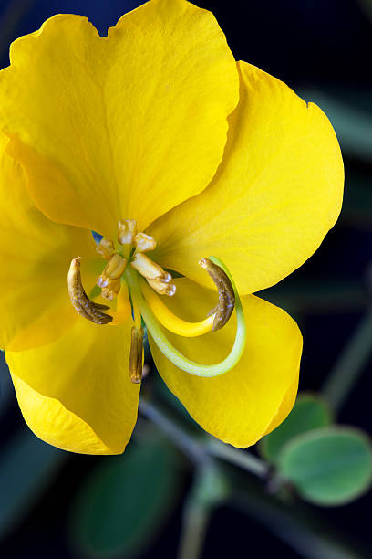 Gelb Cassia Blumensamen zur Aussaat – Garten beliebt – Traditionssorte & ohne Gentechnik Samen Hausgarten
