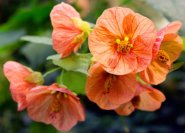 hell Orange Abutilon Blumensamen zur Aussaat leuchtend Blüten Traditionssorte & ohne Gentechnik Samen Hausgarten
