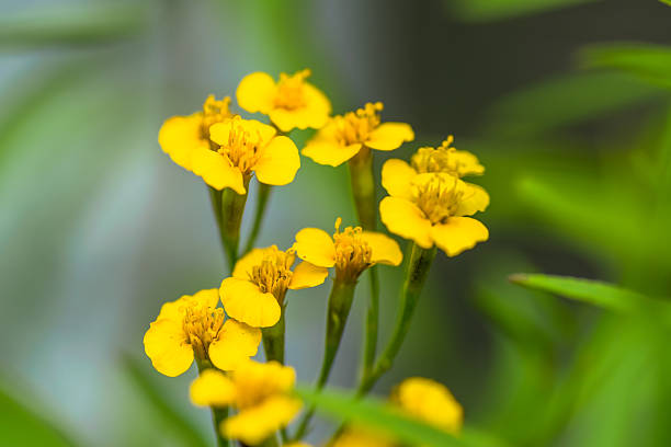 Tagetes Lucida Blumensamen zur Aussaat – Schnitt Blume beliebt – Traditionssorte & ohne Gentechnik Samen Hausgarten