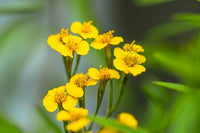 Tagetes Lucida Blumensamen zur Aussaat – Schnitt Blume beliebt – Traditionssorte & ohne Gentechnik Samen Hausgarten