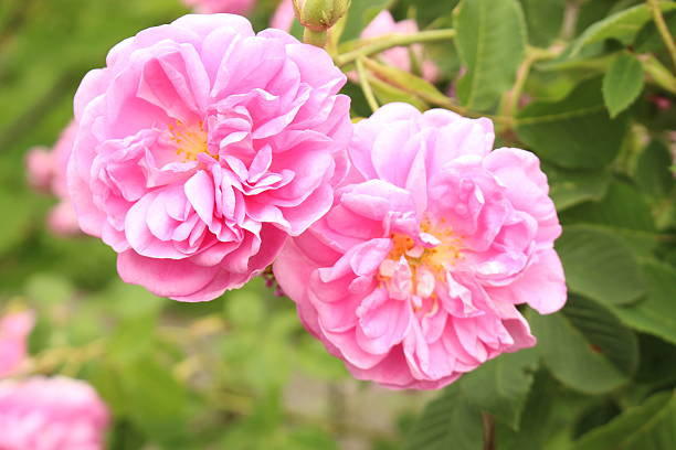 Rosa Damascena Blumensamen zur Aussaat Halbschatten verträglich Traditionssorte & ohne Gentechnik Samen Hausgarten