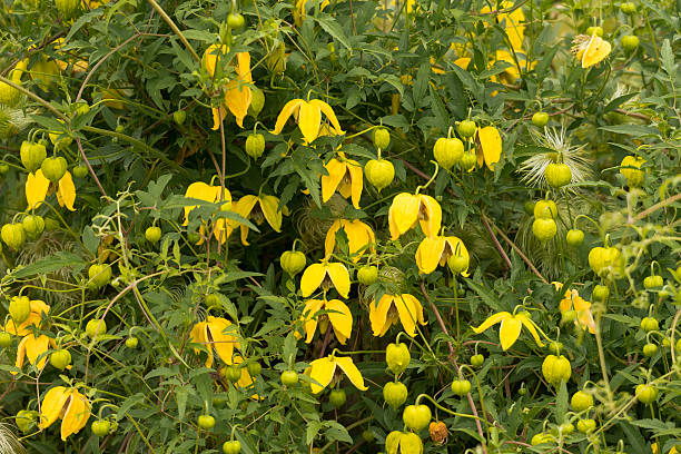 Gelb Tangutica Blume Samen zur Aussaat Kollektion