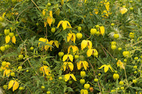 Gelb Tangutica Blume Samen zur Aussaat Kollektion