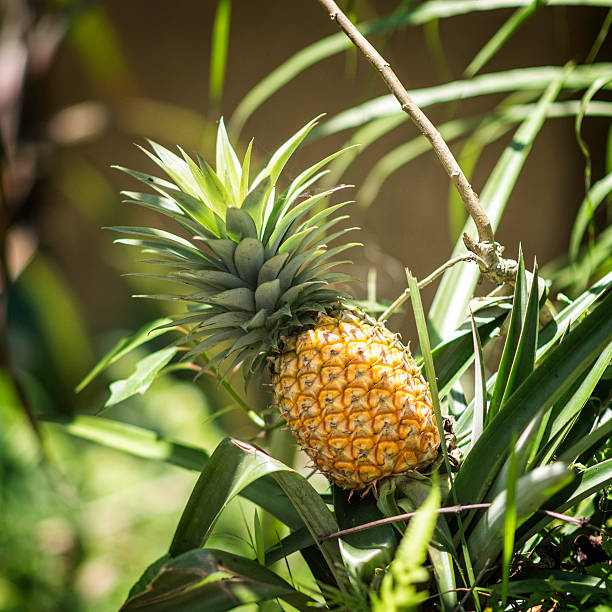 Graines d’ananas faciles à planter
