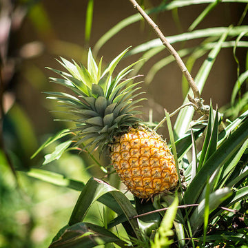 Ananas frucht Samen für einfaches Anpflanzen