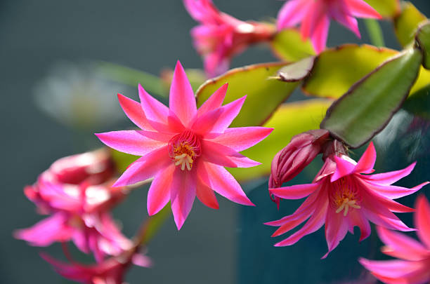 Zygocactus Weihnachtskaktus Blumensamen zur Aussaat Garten beliebt Traditionssorte & ohne Gentechnik Samen Hausgarten