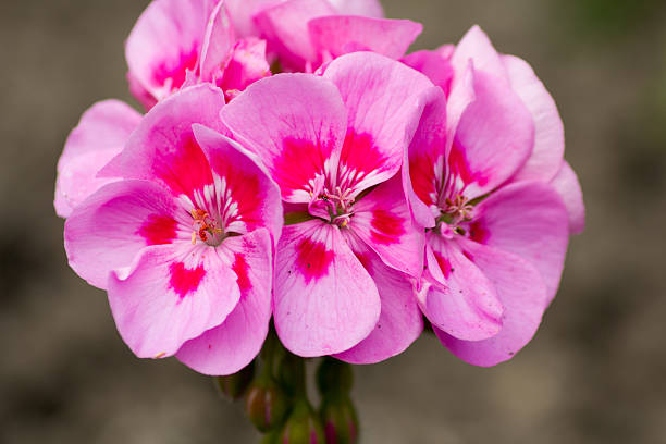 Geranie Blumensamen zur Aussaat – leuchtend Rosa Rot Einjährige für Ihren Garten