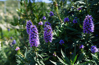 Lila Madeira Blumensamen zur Aussaat Schnitt Blume beliebt Traditionssorte & ohne Gentechnik Samen Hausgarten