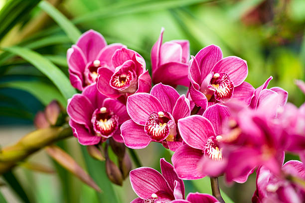 Nema Cymbidium Orchidee Blumensamen zur Aussaat – Drought verträglich – Traditionssorte & ohne Gentechnik Samen Hausgarten
