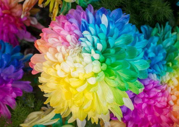 Rainbow Gemischt Blumensamen zur Aussaat – lang Blüte Saison – Traditionssorte & ohne Gentechnik Samen Hausgarten