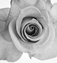 Grey Rose Blumensamen zur Aussaat Wildblume Mischung Traditionssorte & ohne Gentechnik Samen Hausgarten