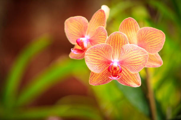 Orange Schmetterling Orchidee Blumensamen zur Aussaat – saisonal Dauerblüher – Traditionssorte & ohne Gentechnik Samen Hausgarten