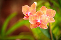Orange Schmetterling Orchidee Blumensamen zur Aussaat – saisonal Dauerblüher – Traditionssorte & ohne Gentechnik Samen Hausgarten