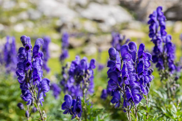 Aconitum Napellus Blumensamen zur Aussaat – hochwertige Qualitäts- – Traditionssorte & ohne Gentechnik Samen Hausgarten