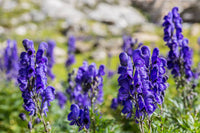 Aconitum Napellus Blumensamen zur Aussaat – hochwertige Qualitäts- – Traditionssorte & ohne Gentechnik Samen Hausgarten