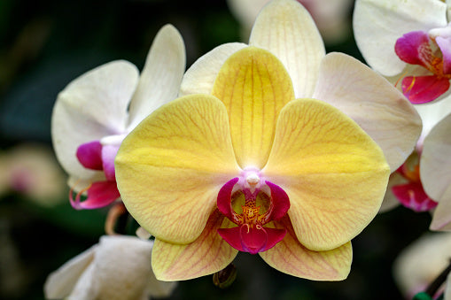 Gelb Braun Schmetterlingsorchidee Orchidee Blumensamen zur Aussaat