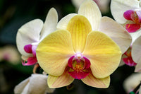 Gelb Braun Schmetterlingsorchidee Orchidee Blumensamen zur Aussaat
