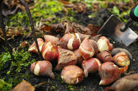 Braun Tulpe Blumensamen zur Aussaat Drought verträglich Traditionssorte & ohne Gentechnik Samen Hausgarten