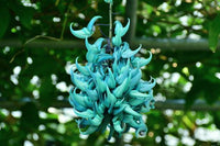 Jade Grün Blumensamen zur Aussaat – lang Blüte Saison – Traditionssorte & ohne Gentechnik Samen Hausgarten