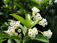 Cestrum Blumensamen zur Aussaat – Garten beliebt – Traditionssorte & ohne Gentechnik Samen Hausgarten