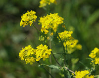 Gelb Stein Cress Blumensamen zur Aussaat lang Blüte Saison Traditionssorte & ohne Gentechnik Samen Hausgarten