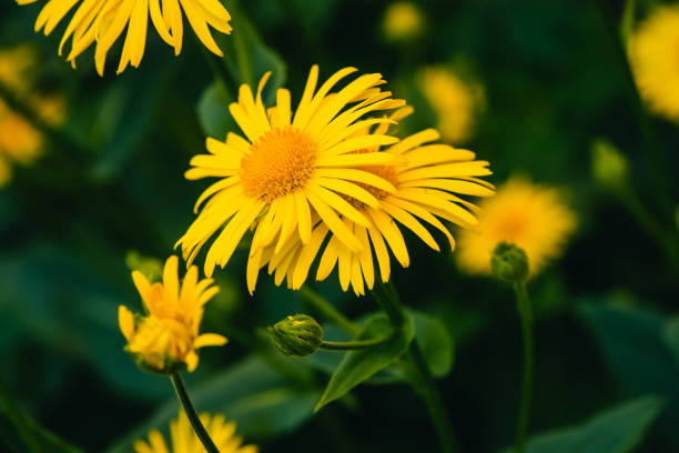 Gelb Arnica Montana Blumensamen zur Aussaat leuchtend Traditionssorte & ohne Gentechnik Samen Hausgarten