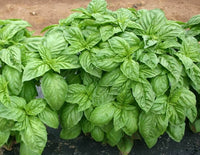 Italian Large Leaf Basil Pflanzen thriving from Samen in a Garten bed