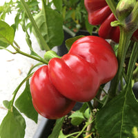 Italienische traditionelle topepo rosso pepper samen für aussaat