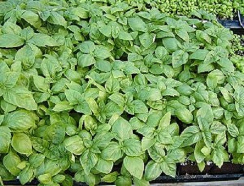 Italian Large Leaf Basil Pflanze with lush green leaves in Garten