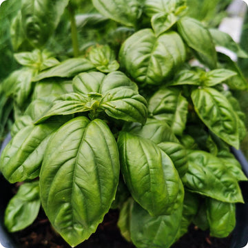Italian Large Leaf Basil Samen with complete Aussaat and Anbau guide