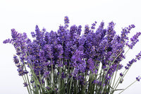 Italian Lavender Lavandula Angustifolia gentechnikfrei Samen for Aussaat