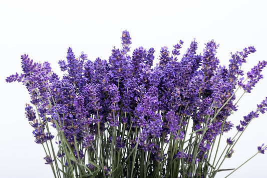 Italian Lavender Lavandula Angustifolia gentechnikfrei Samen for Aussaat