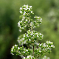 Mature Italian Oregano Kraut with bushy foliage