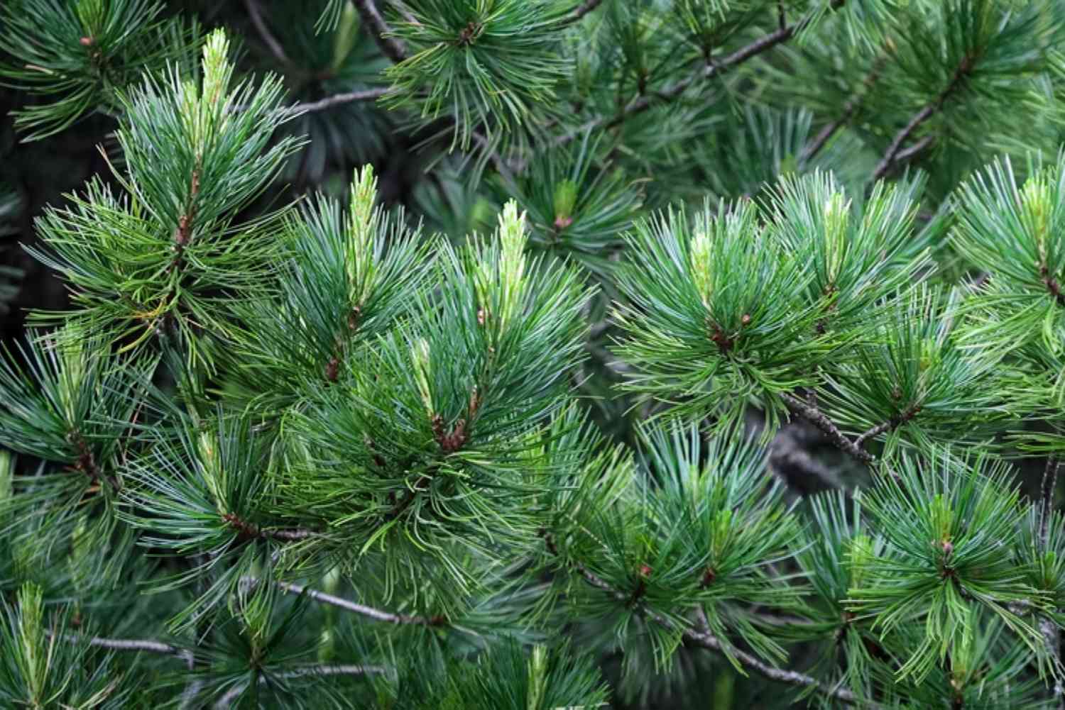Ausgewachsener italienischer Zirbenbaum Samen für einfaches Anpflanzen