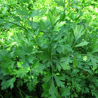 Green Parsley Samen - Petroselinum Crispum zum Pflanzen