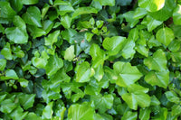 Ivy Blumensamen zur Aussaat hochwertige Qualitäts- Traditionssorte & ohne Gentechnik Samen Hausgarten