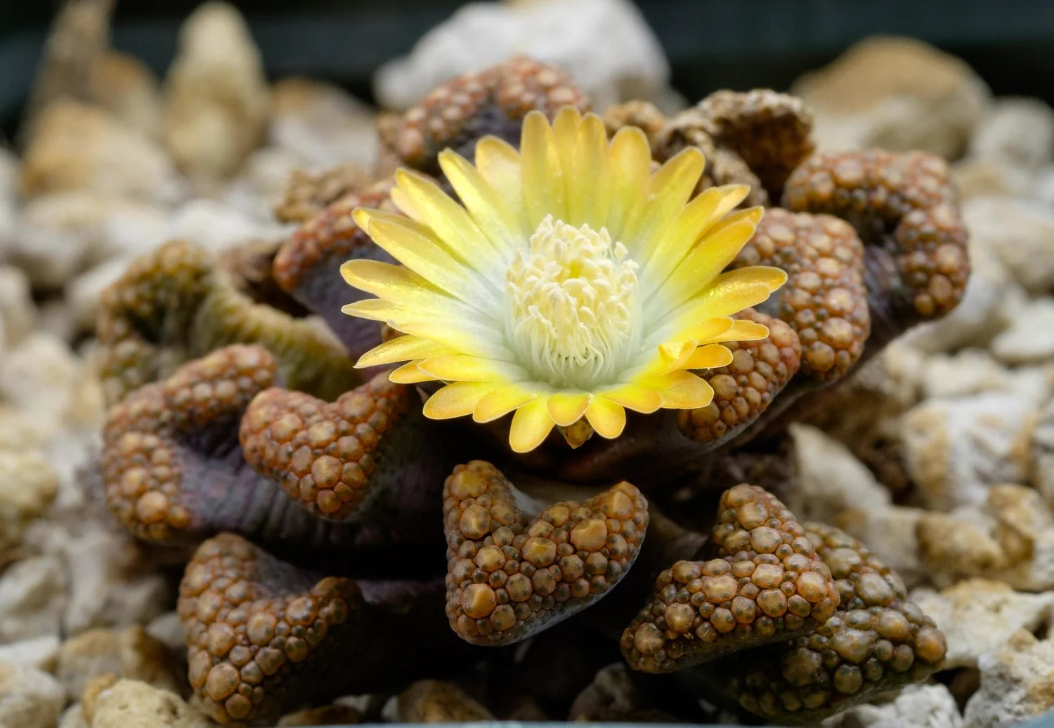 Sea Grün Titanopsis Hugo-Schlechteri Blumensamen zur Aussaat – Garten beliebt – Traditionssorte & ohne Gentechnik Samen Hausgarten