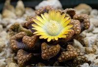 Sea Grün Titanopsis Hugo-Schlechteri Blumensamen zur Aussaat – Garten beliebt – Traditionssorte & ohne Gentechnik Samen Hausgarten