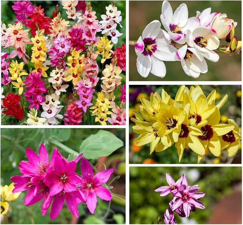 Ixia blume samen