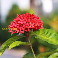 Ixora rot blume samen for anpflanzung  vibrant blossoms your garten
