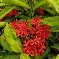 Ixora rot blume samen for anpflanzung  vibrant blossoms your garten