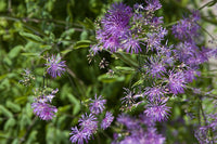 MeadowRue Blumensamen zur Aussaat kompakt Wuchs Traditionssorte & ohne Gentechnik Samen Hausgarten